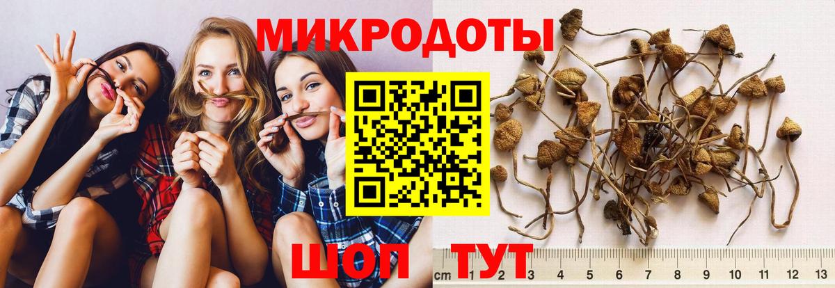Галлюциногенные грибы Psilocybine cubensis  Вход с VPN  Азнакаево 